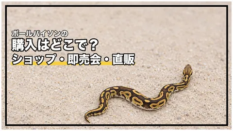 ボールパイソンの購入はどこで？｜ショップ・即売会・直販の前に、「売る人と繁殖した人の関係」を聞く