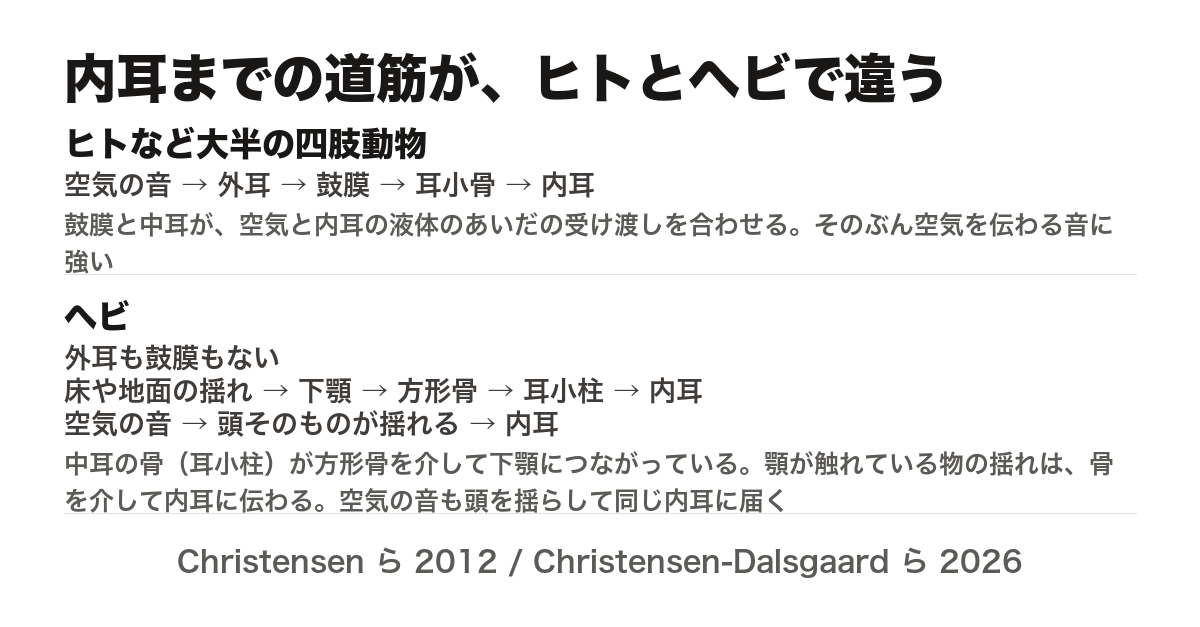 内耳に届くまでの道筋をヒトとヘビで並べた図。ヒトなど大半の四肢動物は、空気の音が外耳・鼓膜・耳小骨を経て内耳へ入り、鼓膜と中耳が空気と内耳の液体のあいだの受け渡しを合わせるため空気を伝わる音に強い。ヘビは外耳も鼓膜もなく、床や地面の揺れが下顎から方形骨・耳小柱を経て内耳へ入る。空気の音のほうは、頭そのものが揺れることで内耳へ届く。中耳の骨である耳小柱が方形骨を介して下顎につながっているため、顎が触れている物の揺れは骨を介して内耳に伝わる。出典は Christensen ら 2012 と Christensen-Dalsgaard ら 2026