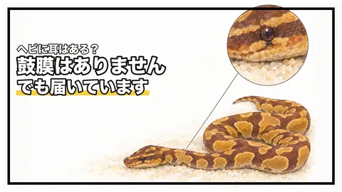 ヘビに耳はある？｜ボールパイソンは音を「頭の揺れ」として受け取っています