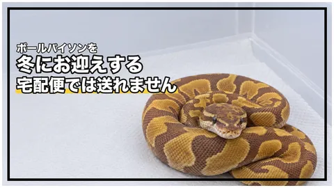 ボールパイソンを冬に迎える｜受け取り前に決める移動手段と保温、帰宅後の手順