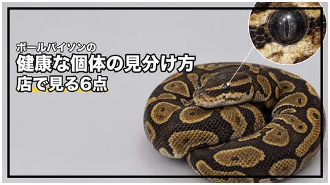 ボールパイソンの選び方｜健康な個体の見分け方と、見ても分からないもの