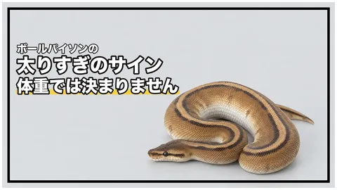 ボールパイソンは太りすぎ？｜「丸い」「三角」の言葉だけで決めない体型の見方