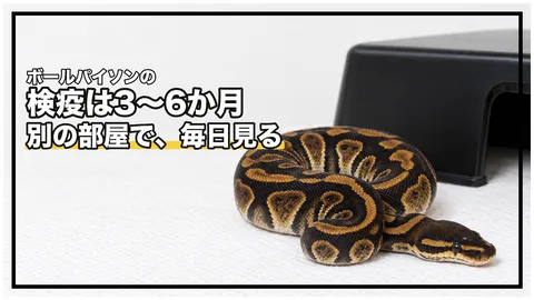 ボールパイソンの検疫｜新しく迎えた個体を何か月分けるか、その間に何を見るか