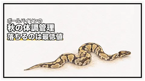 ボールパイソンの秋の体調管理｜落ちるのは最低値と湿度、拒食を季節性と決める前に