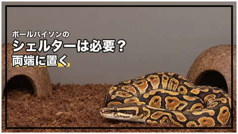 ボールパイソンのシェルターは必要？｜数と置き場所・大きさの決め方・湿ったシェルターの使いどき
