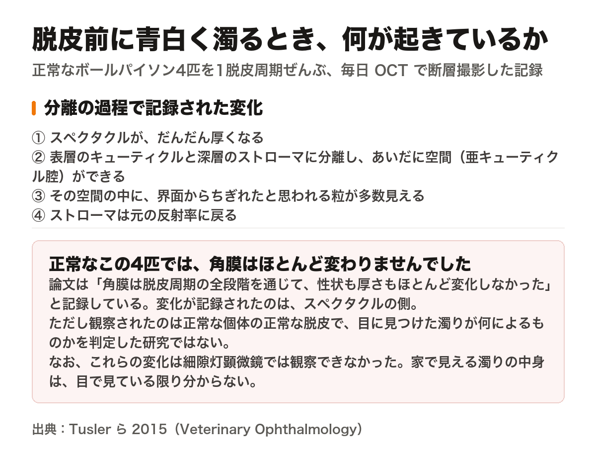 脱皮前に目が青白く濁るときに何が起きているかを示した図。Tusler ら 2015 が正常なボールパイソン4匹を1脱皮周期ぜんぶ毎日スペクトラルドメインOCTで撮影し、分離の過程で記録した変化——(1)スペクタクルがだんだん厚くなる、(2)表層のキューティクルと深層のストローマに分離し、あいだに亜キューティクル腔ができる、(3)その空間に界面からちぎれたと思われる粒が多数見える、(4)ストローマは元の反射率に戻る。そして正常なこの4匹では、角膜の性状と厚さは周期を通してほとんど変わらず、変化が記録されたのはスペクタクルの側だった。ただし観察されたのは正常な個体の正常な脱皮で、目に見つけた濁りが何によるものかを判定した研究ではないと注記している。また細隙灯顕微鏡ではこの変化は観察できなかったと注記している