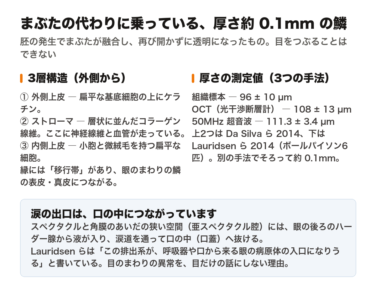 ボールパイソンの目を覆う透明な鱗（スペクタクル）をまとめた図。左にスペクタクルの3層構造——外側上皮（扁平な基底細胞の上にケラチン）、ストローマ（層状に並んだコラーゲン線維。神経線維と血管が走る）、内側上皮（小胞と微絨毛を持つ扁平な細胞）。縁には移行帯があり、眼のまわりの鱗につながる。右に厚さの測定値3件——組織標本で96±10マイクロメートル（Da Silva ら 2014）、OCTで108±13マイクロメートル（同）、超音波で111.3±3.4マイクロメートル（Lauridsen ら 2014、ボールパイソン6匹）。3手法とも約0.1ミリメートルに収まる。下に注記——スペクタクルと角膜のあいだの亜スペクタクル腔はハーダー腺から液を受け取り、涙道を通って口の中（口蓋）へ抜ける。Lauridsen らはこの排出路が呼吸器や口から来る眼の病原体の入口になりうると書いている