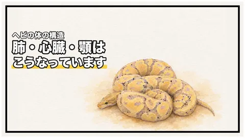 ヘビの体の構造｜顎は外れていないし、ボールパイソンの左肺は痕跡ではありません