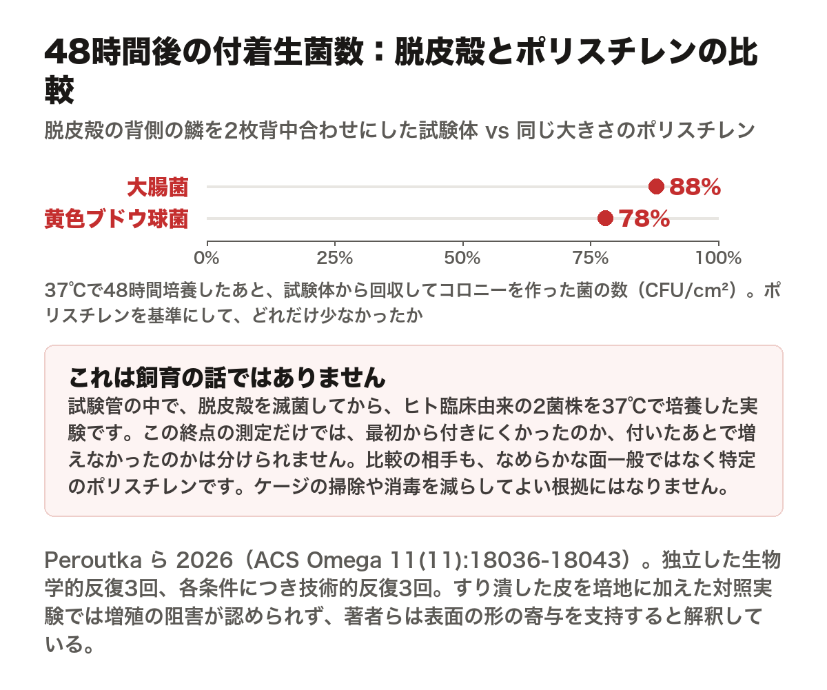 脱皮殻の背側の鱗を2枚背中合わせにした試験体となめらかなポリスチレンを比べた横棒グラフ。37℃で48時間培養したあとに試験体から回収してコロニーを作った菌の数で比較すると、ポリスチレンを基準にして大腸菌は88%、黄色ブドウ球菌は78%少なかった。独立した生物学的反復3回、各条件につき技術的反復3回