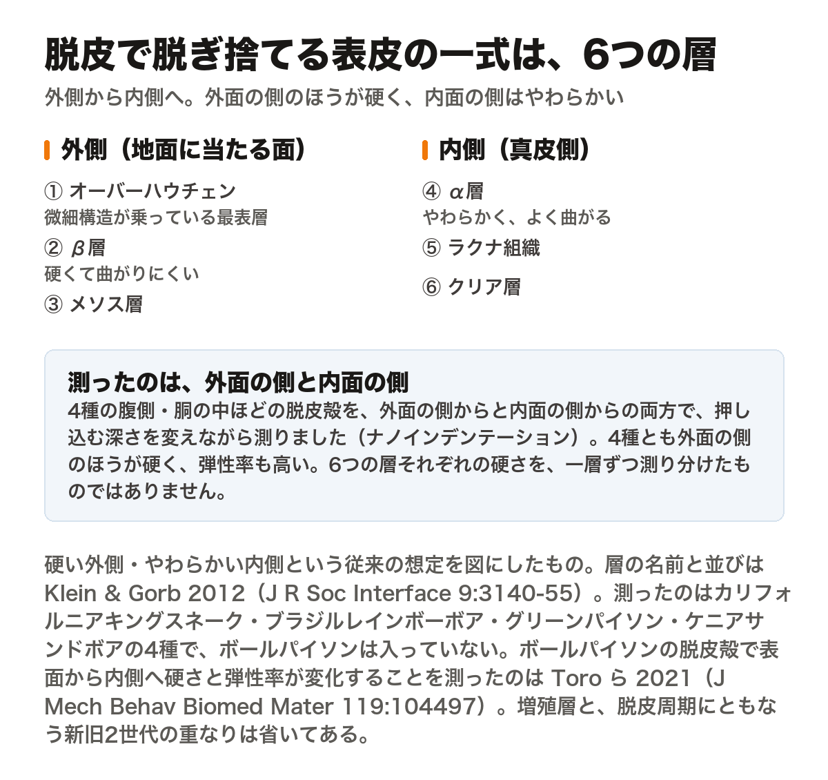 ヘビの鱗を覆う表皮の層構成を示した図。脱皮で脱ぎ捨てられる側の表皮は、外側から順にオーバーハウチェン、β層、メソス層、α層、ラクナ組織、クリア層の6層に分けられる。この6つの下には細胞を作る増殖層がある。オーバーハウチェンには微細構造が乗っている。硬い外側・やわらかい内側という従来の想定を図に示したもの。Klein & Gorb 2012は4種の腹側・胴の中ほどの脱皮殻を、外面の側からと内面の側からの両方で、押し込む深さを変えてナノインデンテーションにかけ、4種とも外面の側のほうが硬く弾性率も高かったと報告した。増殖層と、脱皮周期にともなう新旧2世代の重なりは省いた模式図