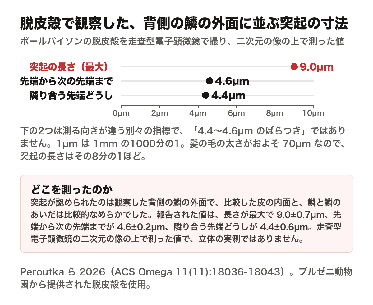 ボールパイソンの脱皮殻で観察された、背側の鱗の外面に並ぶ鋭い突起の寸法を示した横棒グラフ。突起の長さは最大で9.0マイクロメートル、先端から次の先端までが4.6マイクロメートル、隣り合う先端どうしが4.4マイクロメートル。後ろの2つは測る向きが違う別々の指標。1マイクロメートルは1ミリメートルの1000分の1で、髪の毛の太さがおよそ70マイクロメートルなので突起の長さはその8分の1ほど。走査型電子顕微鏡の二次元の像の上で測った値