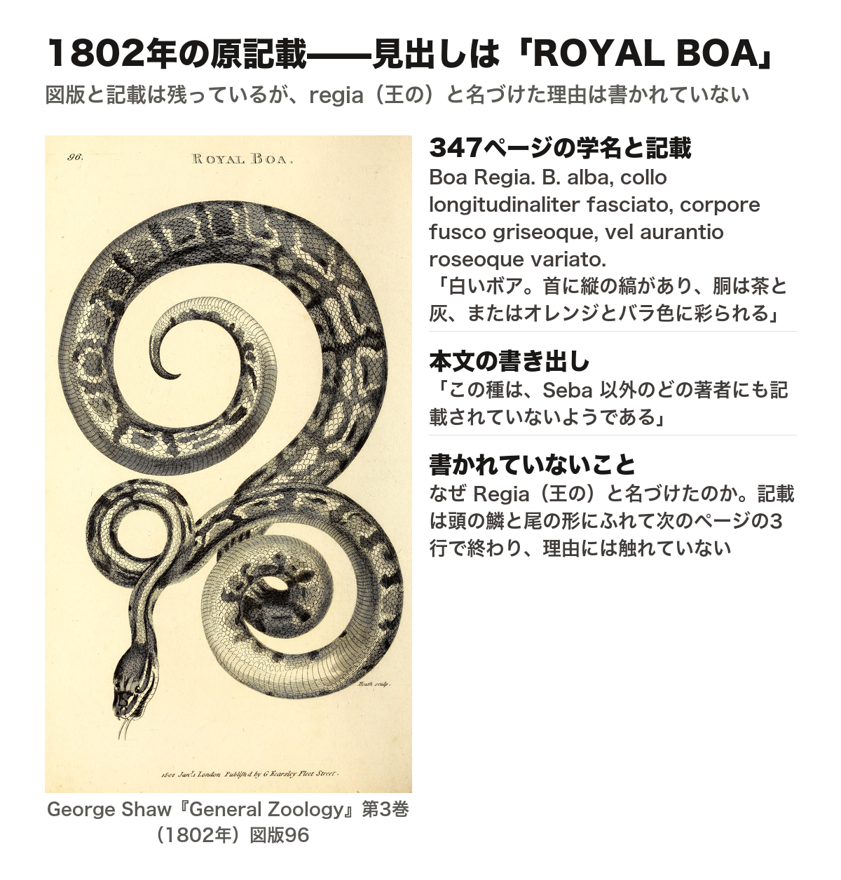 1802年の原記載を示した図。左は George Shaw『General Zoology』第3巻(1802年)の図版96で、とぐろを巻いたヘビを描いた銅版画。上部に ROYAL BOA、下部に 1802年1月ロンドン刊の印記がある。右は347ページの記載の抜き書き。学名は Boa Regia、ラテン語の判別文は「B. alba, collo longitudinaliter fasciato, corpore fusco griseoque, vel aurantio roseoque variato.」、その英訳は「白いボア。首に縦の縞があり、胴は茶と灰、またはオレンジとバラ色に彩られる」。本文の書き出しは「この種は、Seba 以外のどの著者にも記載されていないようである」。なぜ Regia(王の)と名づけたのかは、この記載には書かれておらず、記載は次のページの3行で終わっている