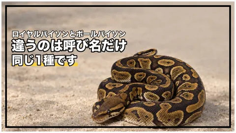 ロイヤルパイソンとボールパイソンの違いは？｜同じ1種の別名。「王」の由来は原記載に無い