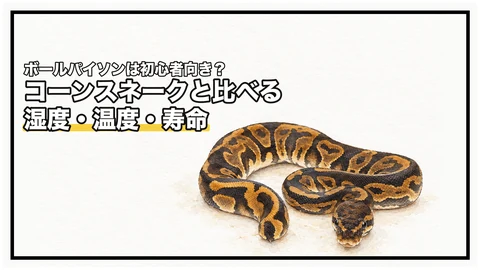 ボールパイソンは初心者向き？｜コーンスネークと飼育資料で比べる湿度・温度・寿命