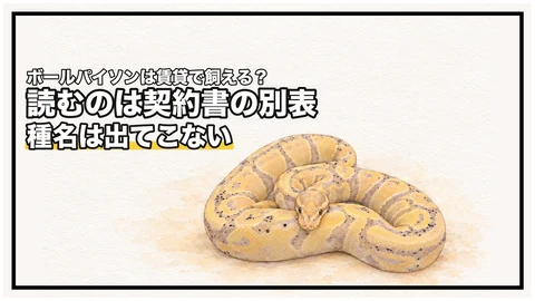ボールパイソンは賃貸で飼える？｜国交省のひな型に、この種名は出てきません