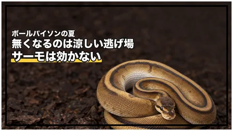 ボールパイソンの夏の暑さ対策｜無くなるのは「涼しい逃げ場」のほうです