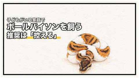 子どもがいる家庭でボールパイソンを飼う｜行政の推奨は「控えるべき」です