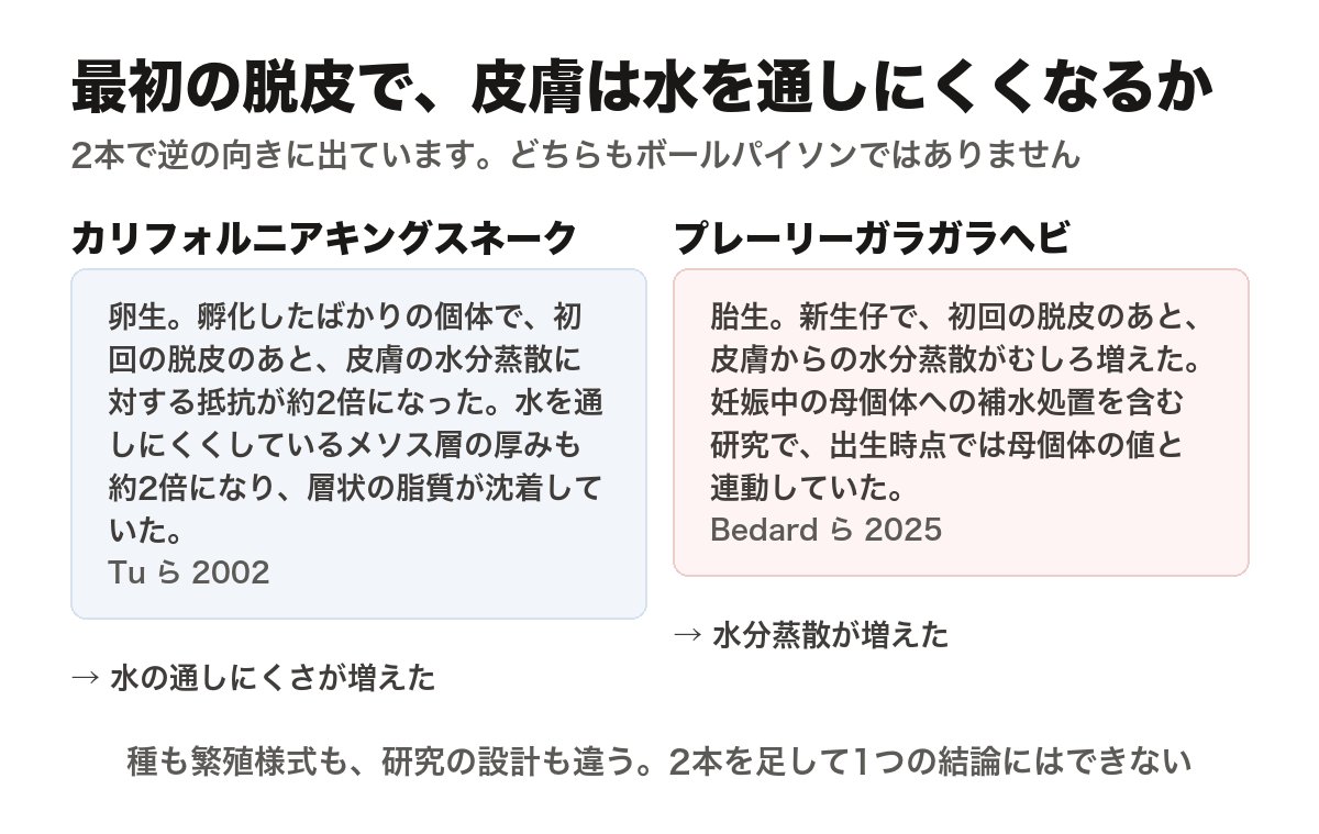 生まれて最初の脱皮の前後で皮膚の水の通しにくさがどうなるかを比べた、2本の研究を並べた図。左はカリフォルニアキングスネーク。卵生で、孵化したばかりの個体では初回の脱皮のあと皮膚の水分蒸散に対する抵抗が約2倍になり、水を通しにくくしているメソス層の厚みも約2倍になって層状の脂質が沈着していた(Tuら2002)。結論は、水の通しにくさが増えた。右はプレーリーガラガラヘビ。胎生で、新生仔では初回の脱皮のあと皮膚からの水分蒸散がむしろ増えた。妊娠中の母個体への補水処置を含む研究で、新生仔の初回脱皮前後も測定している。出生時点では母個体の値と連動していた(Bedardら2025)。結論は、水分蒸散が増えた。種も繁殖様式も、研究の設計も違うため、2本を足して1つの結論にはできない