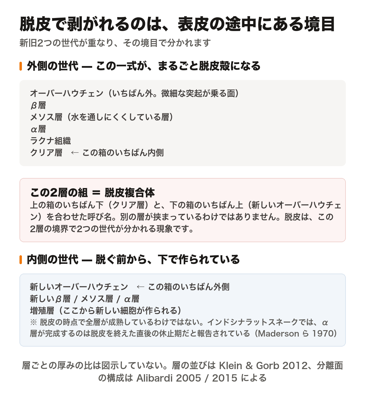 ヘビの表皮が新旧2つの世代に分かれていることを示した模式図。外側の世代は外からオーバーハウチェン、β層、メソス層、α層、ラクナ組織、クリア層の順に重なり、この一式がまるごと脱皮殻になる。その下に内側の世代として新しいオーバーハウチェン、新しいβ層、メソス層、α層と、新しい細胞を作る増殖層がある。脱皮複合体とは、外側の世代のいちばん内側のクリア層と、内側の世代のいちばん外側の新しいオーバーハウチェンの2層を合わせた呼び名で、別の層が挟まっているわけではない。脱皮は、この2層の境界で2つの世代が分かれる現象。内側の世代は脱皮の時点で全層が成熟しているわけではなく、インドシナラットスネークでは、α層が完成するのは脱皮を終えた直後の休止期だと報告されている(Madersonら1970)。層ごとの厚みの比は図示していない。層の並びはKlein & Gorb 2012、分離面の構成はAlibardi 2005および2015による