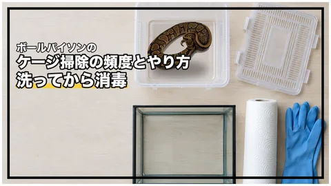 ボールパイソンのケージ掃除｜毎日やることと、全体清掃・消毒の順番と間隔