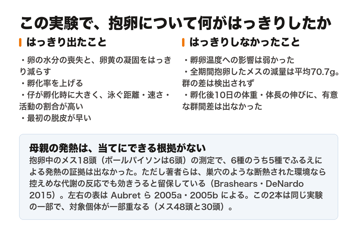 抱卵の効果をまとめた図。左の列「この実験で、はっきり出たこと」は、卵の水分の喪失と卵黄の凝固をはっきり減らす、孵化率を上げる、生まれる仔が孵化時に大きく泳ぐ距離・速さ・活動の割合が高い、最初の脱皮が早い、の4項目。右の列「はっきりしなかったこと」は、孵卵温度への影響は弱かった、全期間抱卵したメスの減量は平均70.7グラムで群の差が検出されなかった、孵化後10日の体重・体長の伸びに有意な群間差は出なかった、の3項目。下の枠には、抱卵中のメス18頭（ボールパイソンは6頭）の測定で6種のうち5種でふるえによる発熱の証拠が出なかったこと、ただし著者らは巣穴のような断熱された環境なら控えめな代謝の反応でも効きうると留保していること、左右の表はAubretら2005aと2005bによるもので、この2本は同じ実験の一部で対象個体が一部重なる（メス48頭と30頭）ことが書かれている。