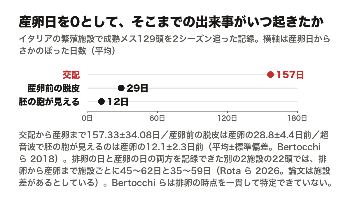 産卵日を0として、各出来事の平均値の位置を点で示した図。横軸は産卵日からさかのぼった日数で、0日から180日まで60日ごとの目盛り。上から順に、交配が157日前、産卵前の脱皮が29日前、超音波で胚の胞が見えるようになるのが12日前。イタリアの繁殖施設で成熟メス129頭を2シーズン追った記録で、正確には交配から産卵まで157.33±34.08日、産卵前の脱皮は産卵の28.8±4.4日前、胚の胞が見えるのは産卵の12.1±2.3日前、いずれも平均±標準偏差（Bertocchiら2018）。排卵の日と産卵の日の両方を記録できた別の2施設の22頭では、排卵から産卵まで、施設ごとに45〜62日と35〜59日（Rotaら2026、論文は施設差があるとしている）。Bertocchiらは排卵の時点を一貫して特定できていない。