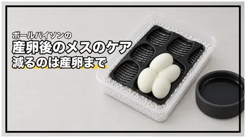 ボールパイソンの産卵後のメスのケア｜2か月の抱卵で減った体重は、平均70.7gでした