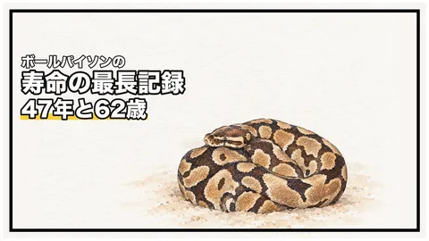 ボールパイソンの寿命の最長記録は？｜47年6か月は在園期間、「62歳」は推定年齢です