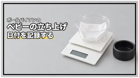 ボールパイソンのベビーの立ち上げ｜最初の脱皮まで何日？ 資料に出てくる4つの数字は、由来が全部違います