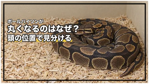 ボールパイソンが丸くなるのはなぜ？｜ただのとぐろと防御のボール化の見分け方