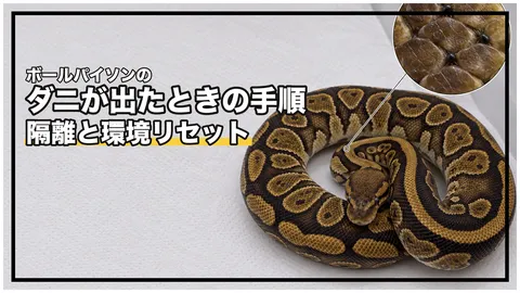ボールパイソンのダニ（ヘビダニ）駆除｜隔離と環境リセットの手順、市販薬を使わない理由