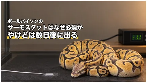爬虫類のサーモスタットはなぜ必須か｜やけどの仕組みと選び方・センサー位置・故障対策