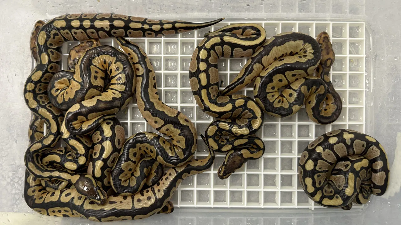 Chocolate DG Het Clown × Clown 66% Het DG