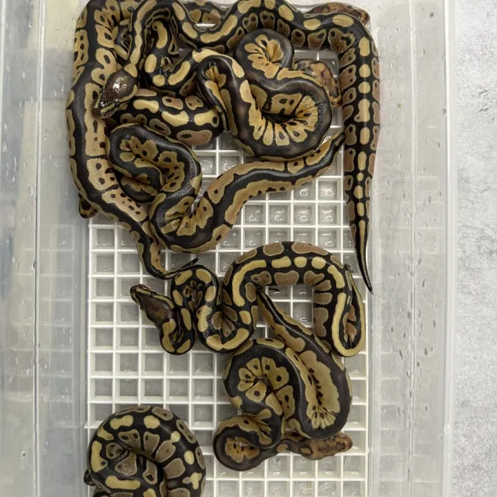 Chocolate DG Het Clown × Clown 66% Het DG