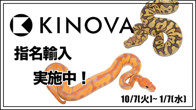 KINOVAの個体指名輸入実施！2026/1/7まで受付中