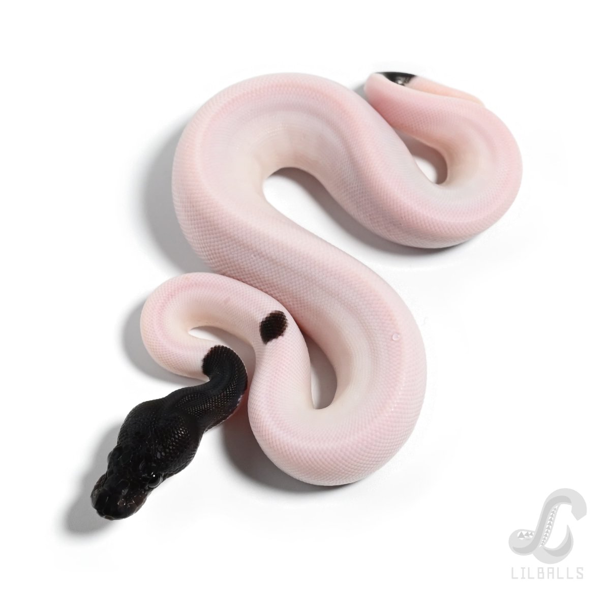Cinnamon or BP Suma Pied