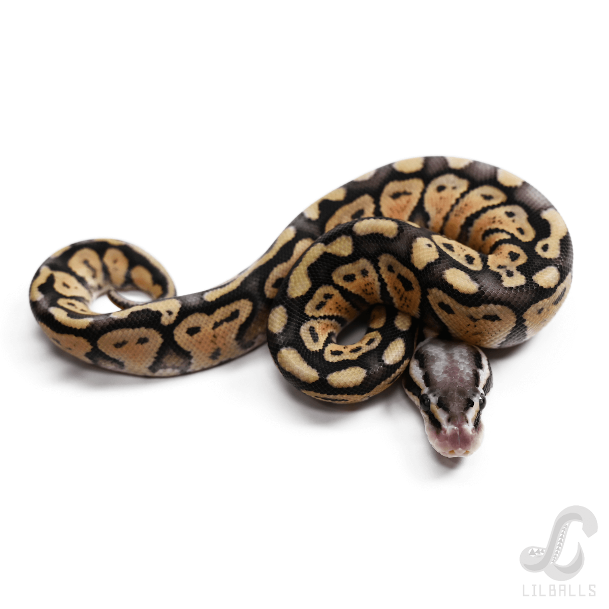 Super Pastel DHet TSK Axanthic DG