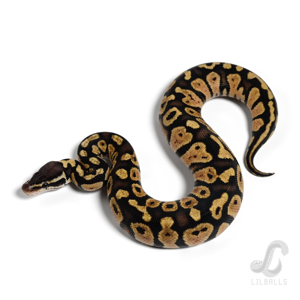 Pastel Het TSK Axanthic 66% Het DG