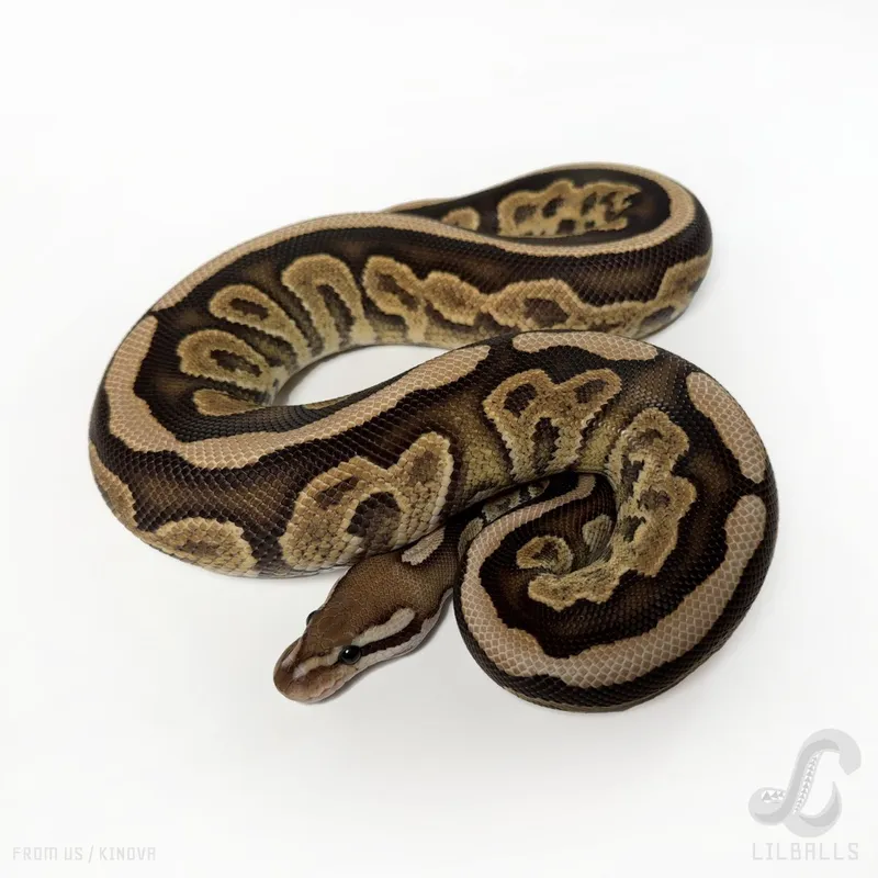 Black Pastel Fire Het Clown