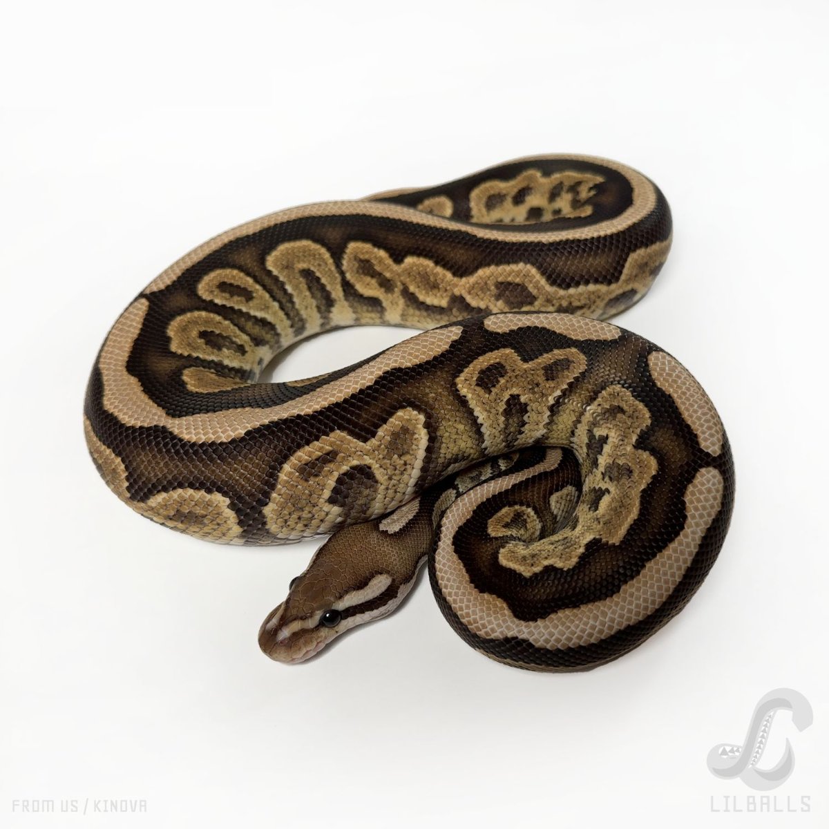 Black Pastel Fire Het Clown