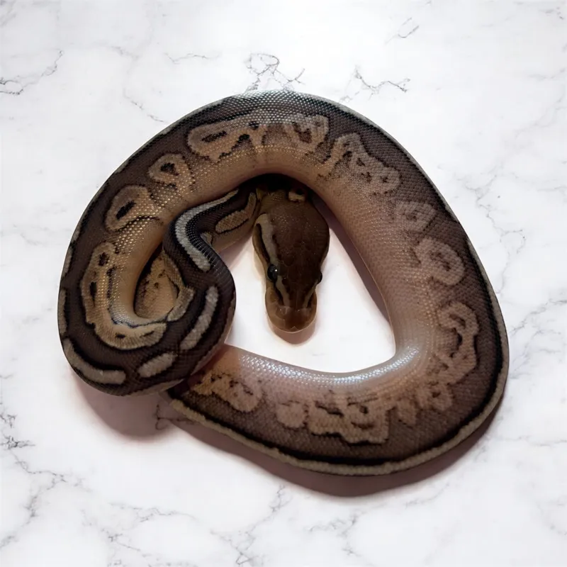 Leo Cinny pastel het Pied