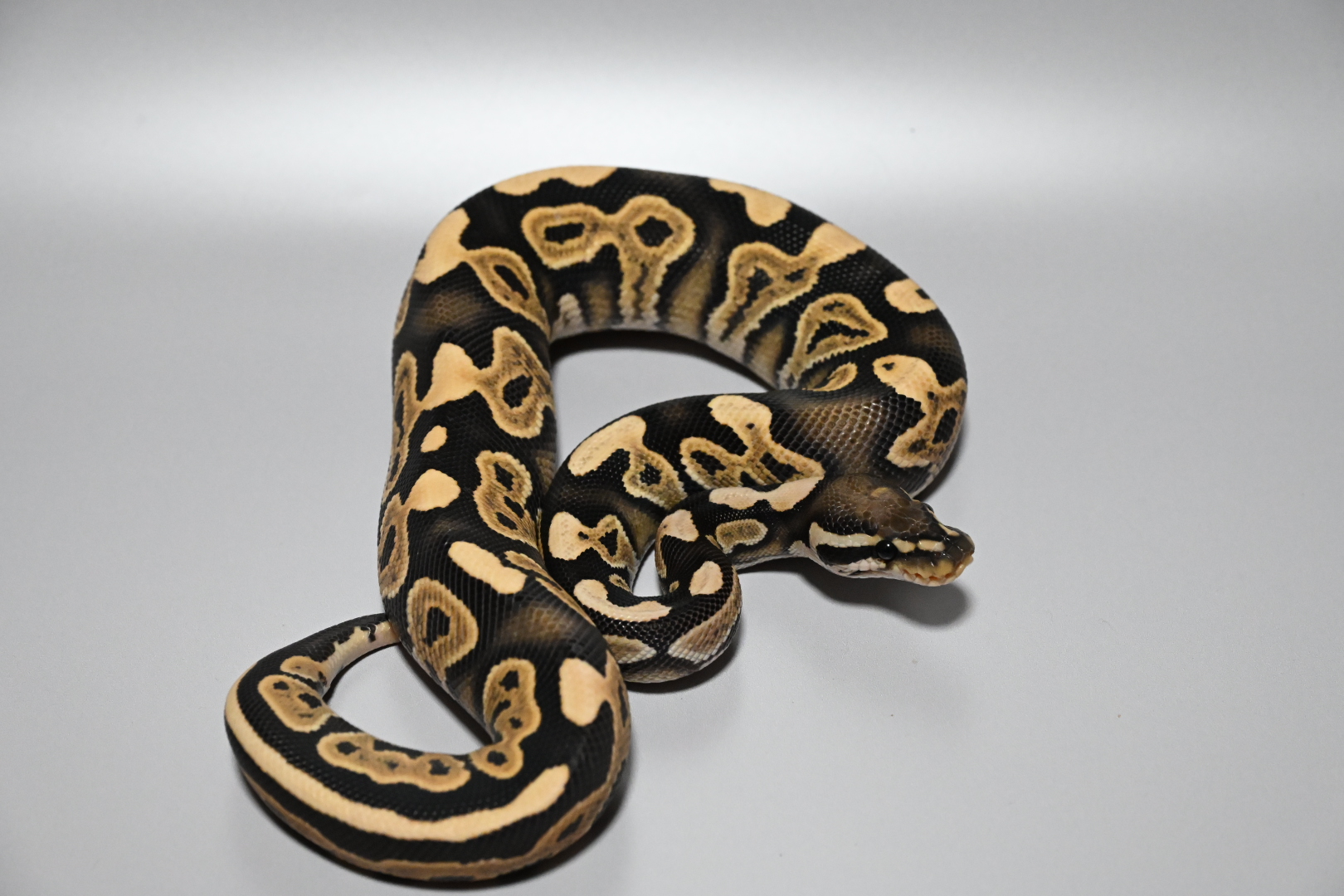 Cinnamon DG het Puzzle