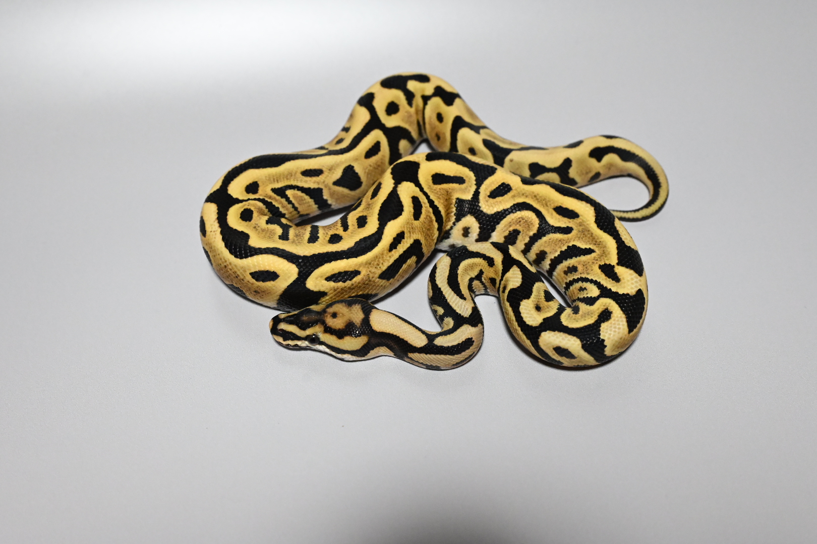 Leopard SN DG 50%xtra