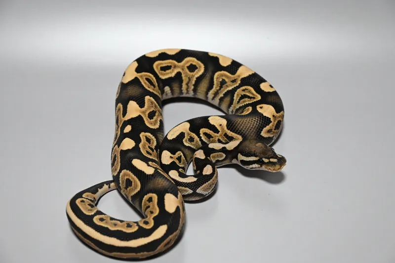Cinnamon DG het Puzzle