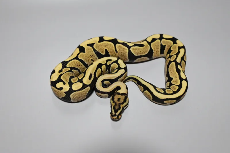 SN Enchi DG 