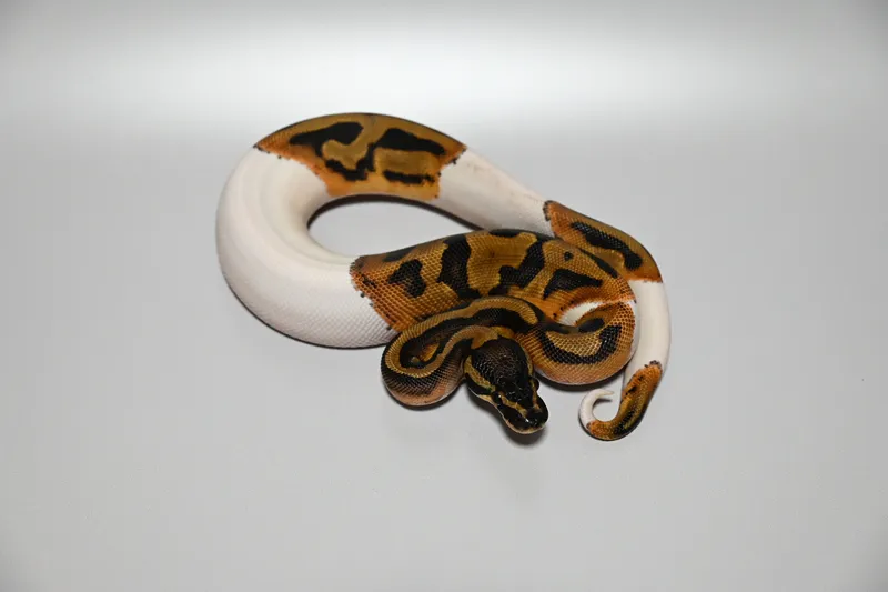 Pied het TSK Ax ①