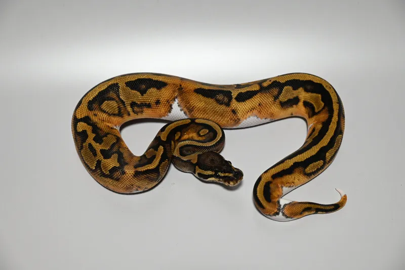 Pied het TSK Ax ②