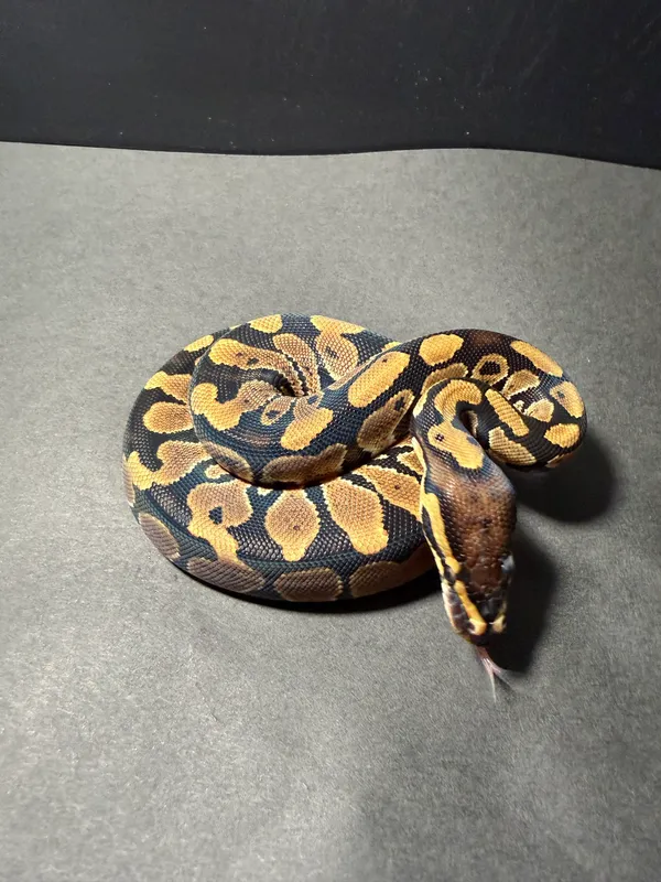 クラシック hetクラウン