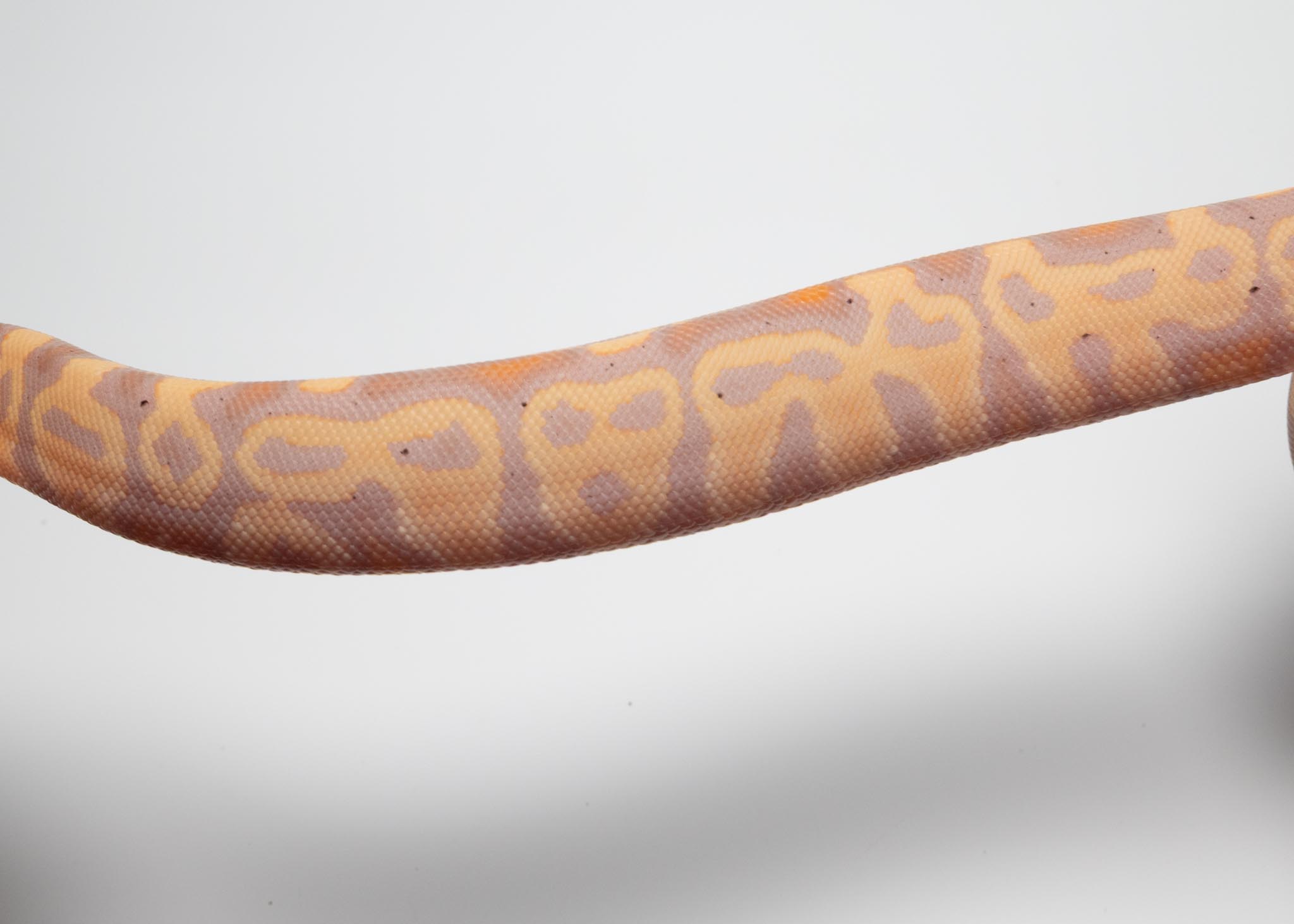 CG leopard het clown 2