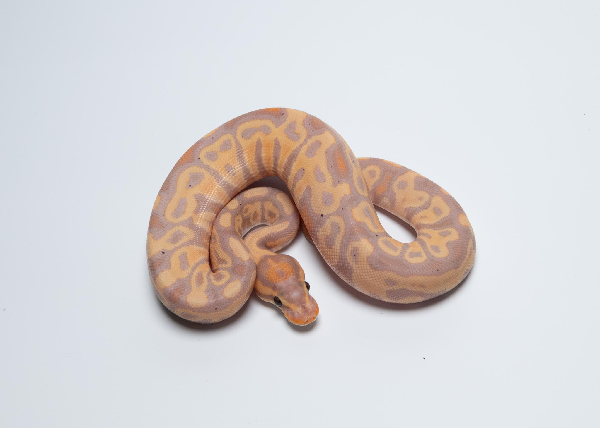 CG leopard het clown